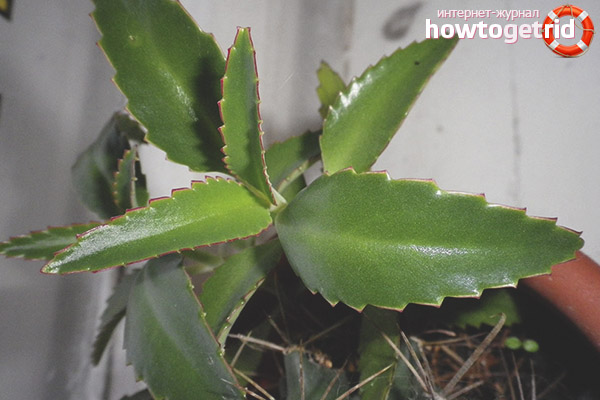Kalanchoe for children