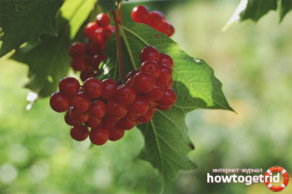 Viburnum for the liver