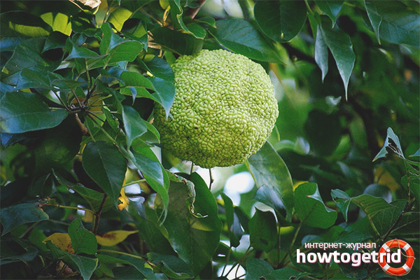 Medicinal properties and use of adam apple