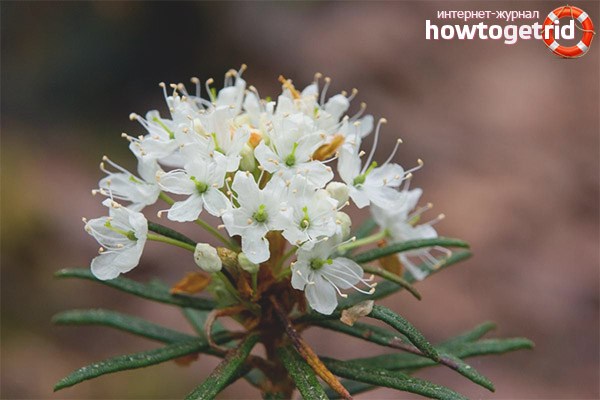 Medicinal properties and contraindications of Ledum