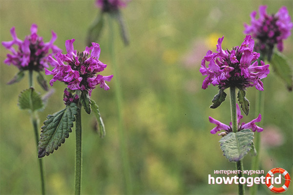 Medicinal properties and contraindications of initial letters