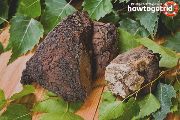 Medicinal properties and contraindications chaga