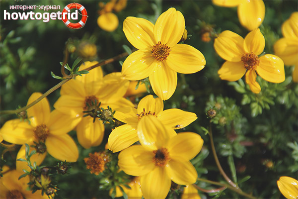 The medicinal properties and contraindications of the series