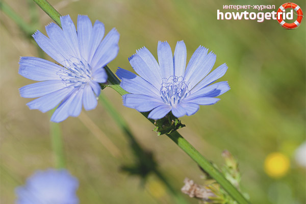 Medicinal properties and contraindications of chicory
