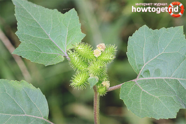 Medicinal properties and contraindications