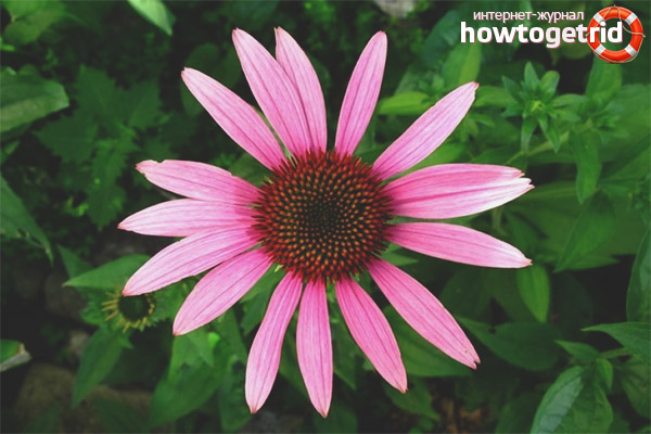 Therapeutic properties and contraindications of echinacea