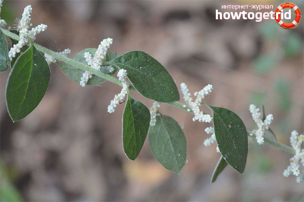 Therapeutic properties and contraindications of erva