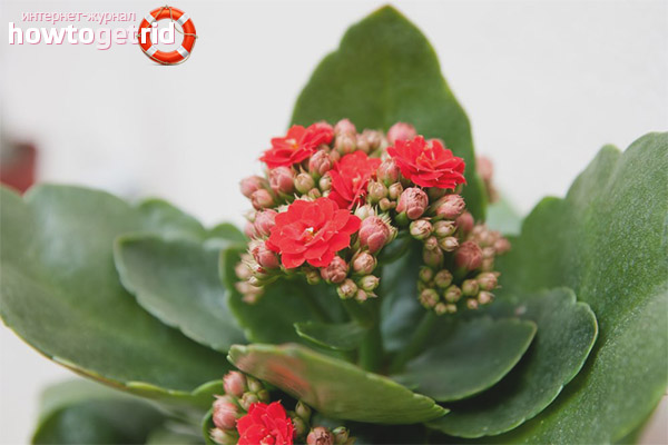 Therapeutic properties and contraindications Kalanchoe
