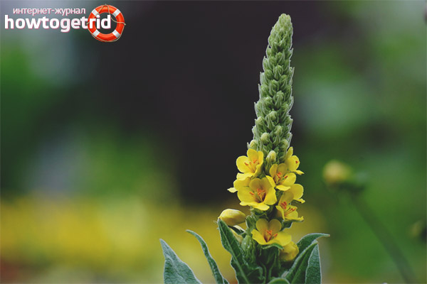 Medicinal properties and contraindications of mullein