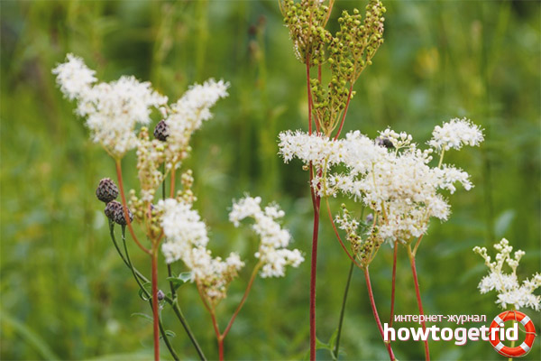 Medicinal properties and contraindications of meadowsweet