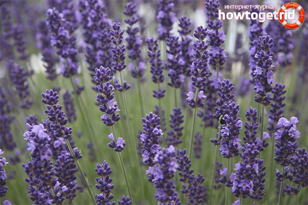 Medicinal properties and contraindications of lavender