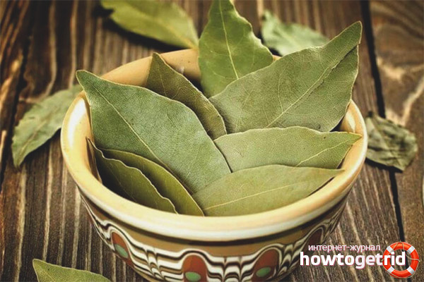 Medicinal properties and contraindications of bay leaf