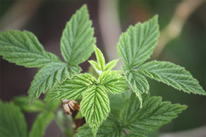 Medicinal properties and contraindications of raspberry leaves