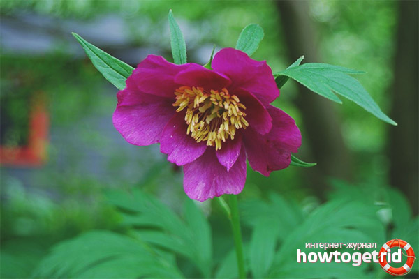 Therapeutic properties and contraindications of marin root