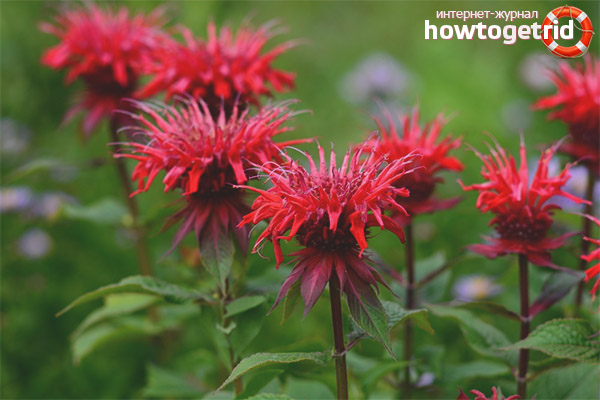 Medicinal properties and contraindications monarda
