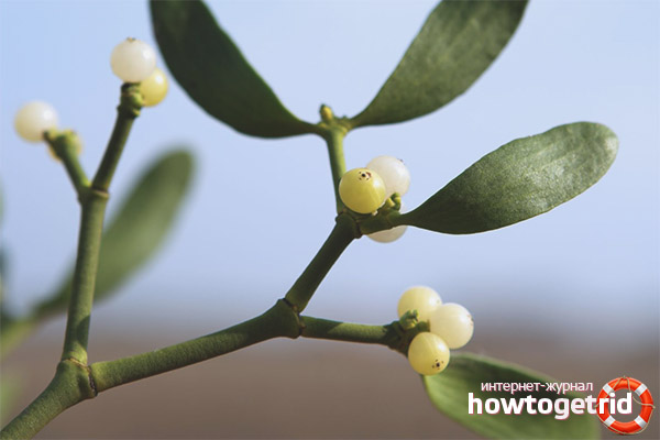 Therapeutic properties and contraindications mistletoe white