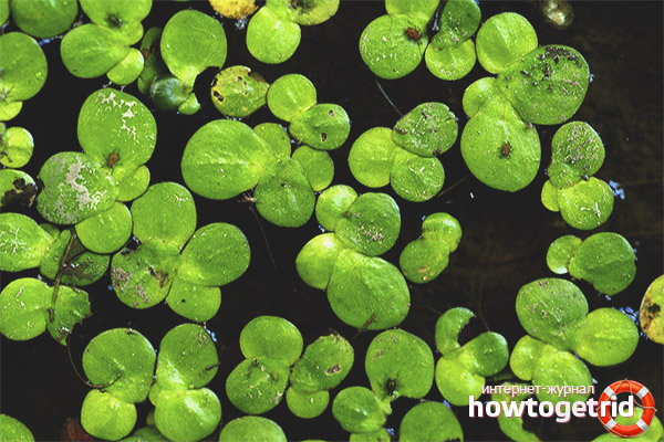 Medicinal properties and contraindications of duckweed