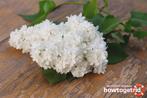 Medicinal properties and contraindications of lilac