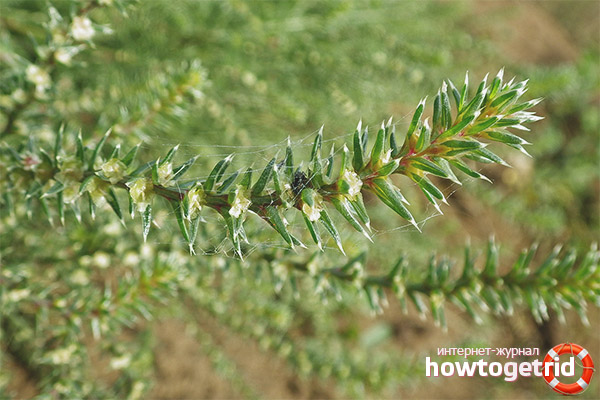 Medicinal properties and contraindications of hodgepodge