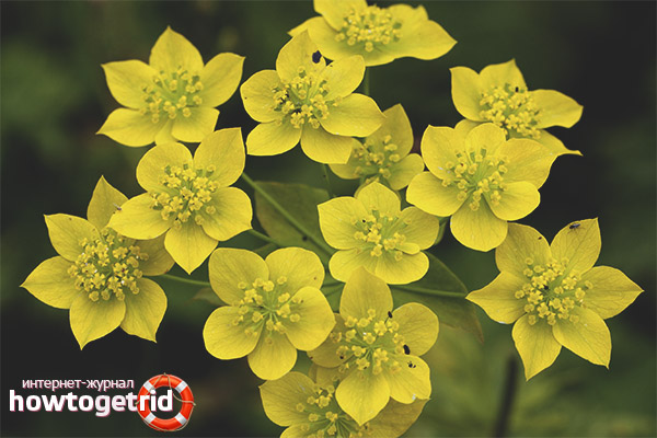 Medicinal properties and contraindications