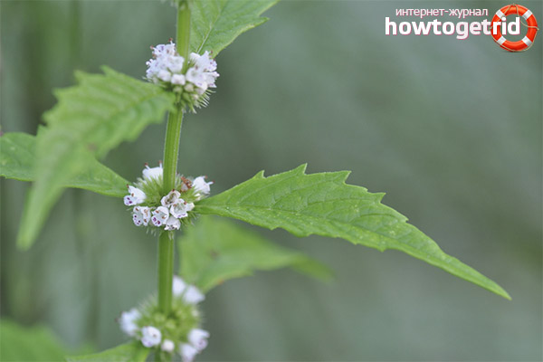 Medicinal properties and contraindications zyuznika