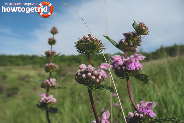 Medicinal properties and contraindications zopnik