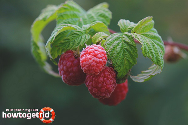 Raspberry and traditional medicine