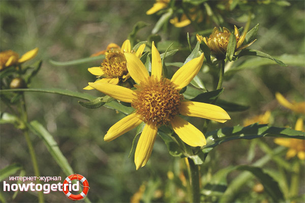 Folk recipes with a series of