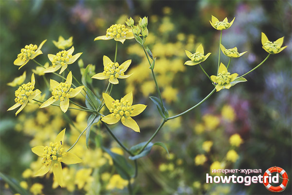 Indications for the use of hair