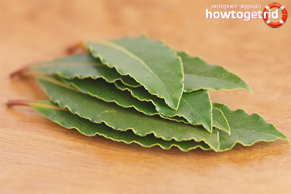 Useful folk recipes with bay leaf.