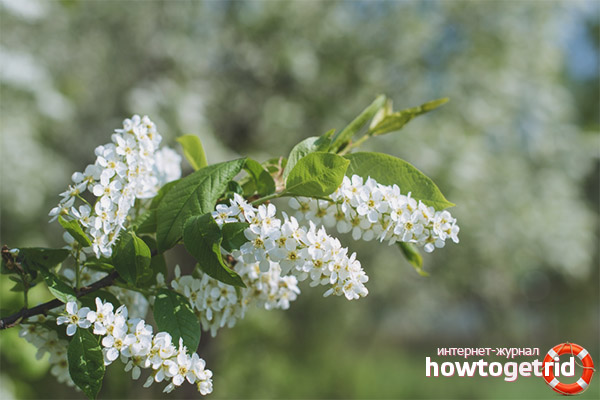 Useful properties and contraindications of bird cherry