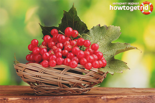 Useful properties and contraindications for viburnum