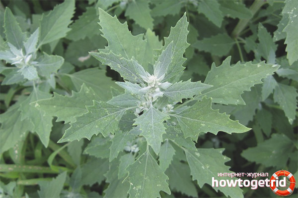 Useful properties and contraindications of quinoa