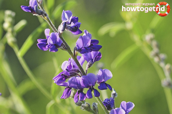 Useful properties and contraindications of alfalfa