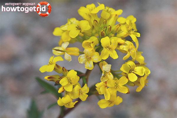 Useful properties and contraindications of colza