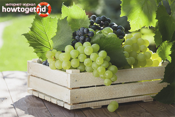 Useful properties and contraindications of grapes