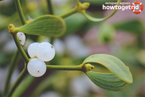 Useful properties of white mistletoe for the human body