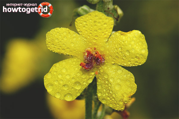 Mullein beneficial substances