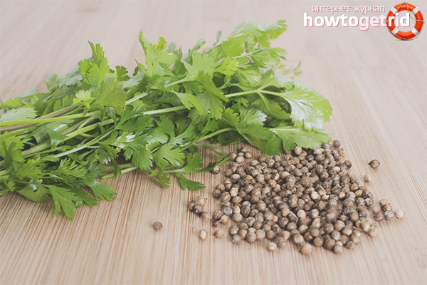 The benefits of coriander for the female body