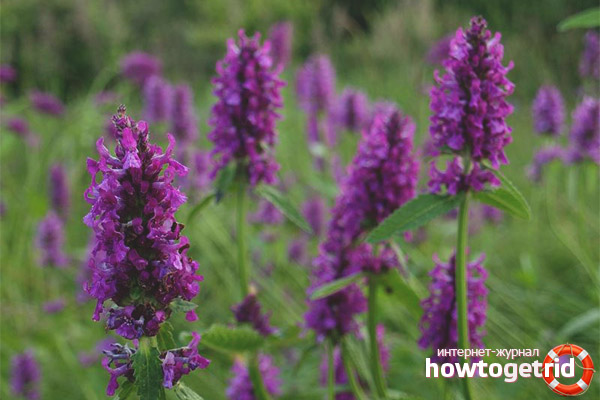 Popular prescriptions with capital letter