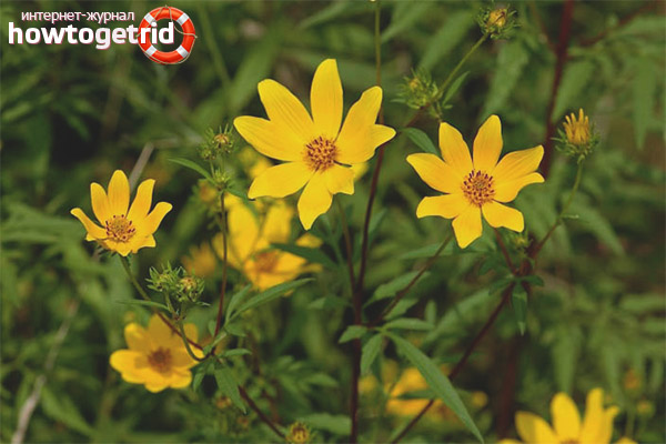 For which diseases is it recommended to use a series of