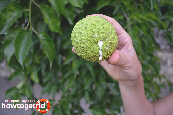 Adam's apple application