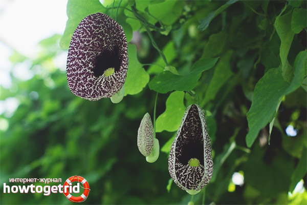 The use of kirkazona in alternative medicine