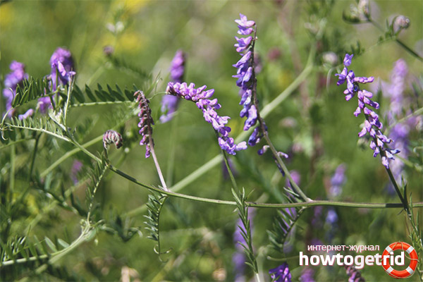 The use of alfalfa in medicine