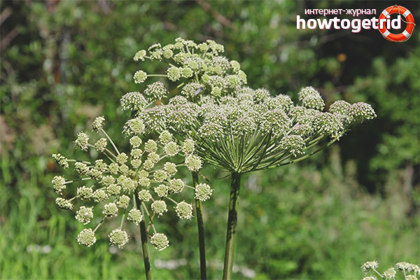 Angelica contraindications