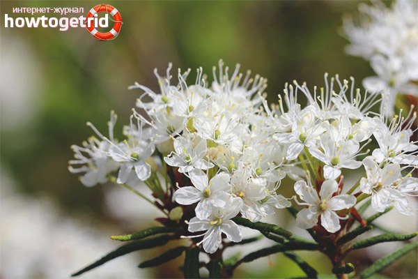 Contraindications and limitations in the use of Ledum