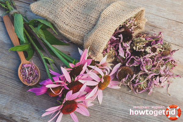 Contraindications to the use of echinacea