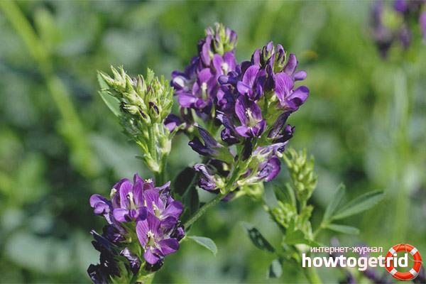 Contraindications to the use of alfalfa