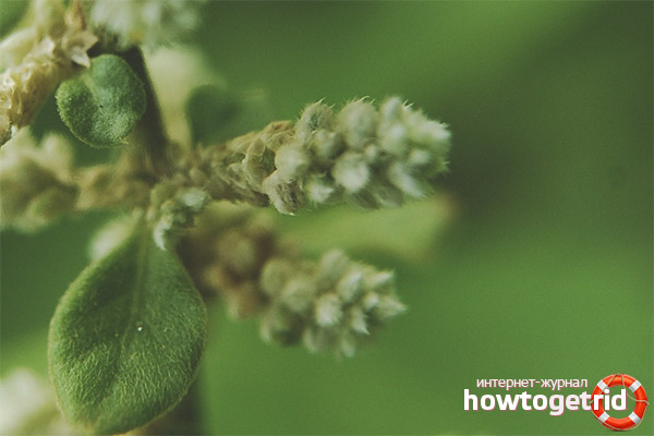 Contraindications for woolly erva