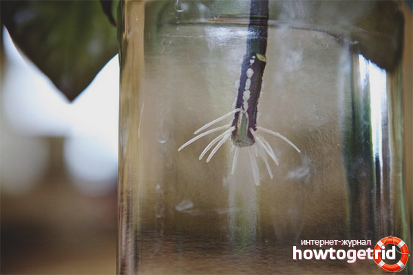 Reproduction of the pseudorantemum